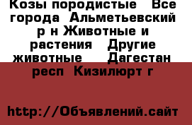 Козы породистые - Все города, Альметьевский р-н Животные и растения » Другие животные   . Дагестан респ.,Кизилюрт г.